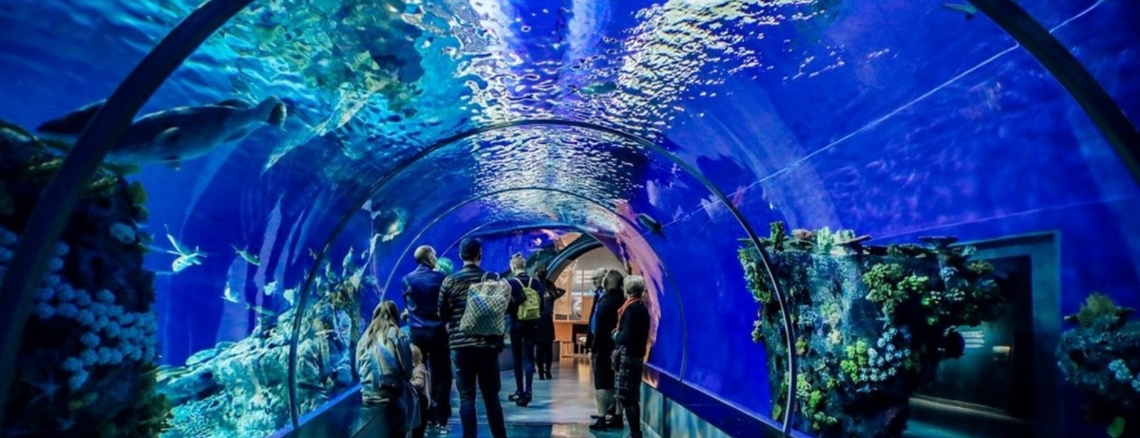 Istanbul Aquarium Ticket & Shuttle