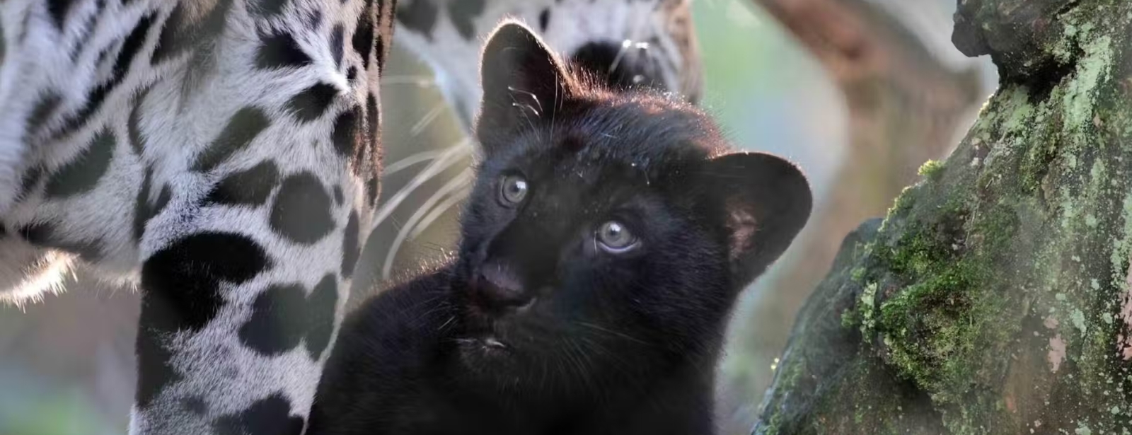 حديقة حيوان أرتيس أمستردام الملكية: تذكرة دخول