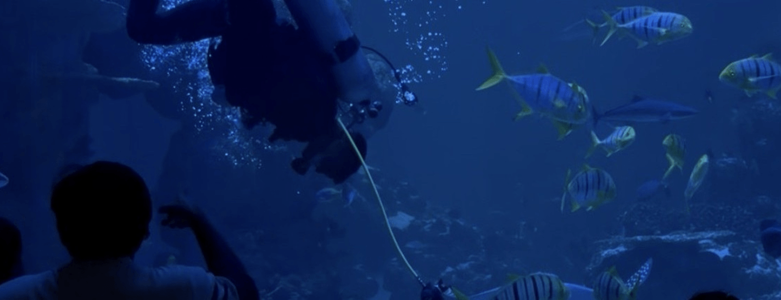 Oman Aquarium at Mall of Muscat