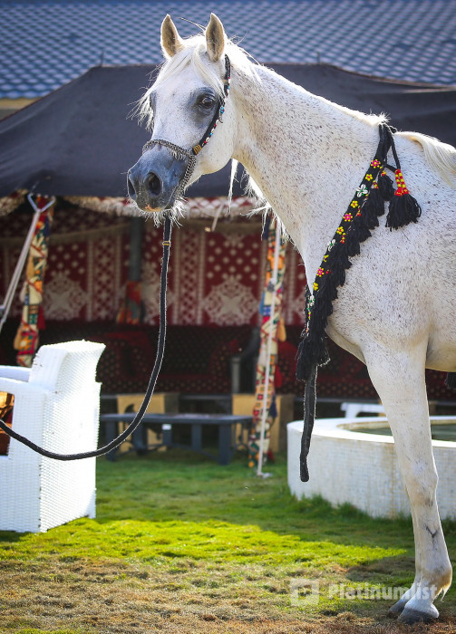 Alfarisa Club in Riyadh : Galerie de photos 3xqpkn Alfarisa Club in Riyadh : Galerie de photos 3xqpkn