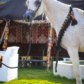 Alfarisa Club in Riyadh : Galerie de photos 3xqpkn