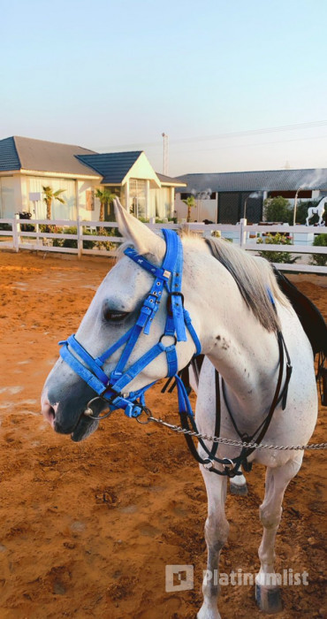 Alfarisa Club in Riyadh : Galerie de photos nk2kqn