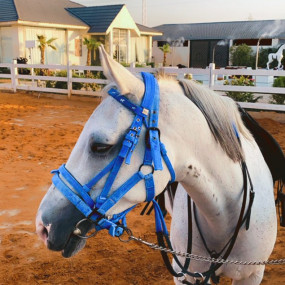 Alfarisa Club in Riyadh : Galerie de photos nk2kqn