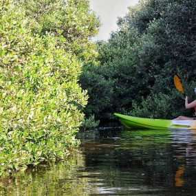 Al Zorah Mangrove Guided Kayak Tour in Ajman : Galerie de photos zw6kbn Al Zorah Mangrove Guided Kayak Tour in Ajman : Galerie de photos zw6kbn