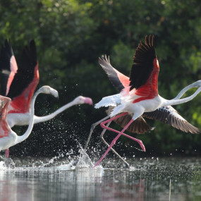 Al Zorah Mangrove Guided Kayak Tour in Ajman : Galerie de photos zm0253 Al Zorah Mangrove Guided Kayak Tour in Ajman : Galerie de photos zm0253