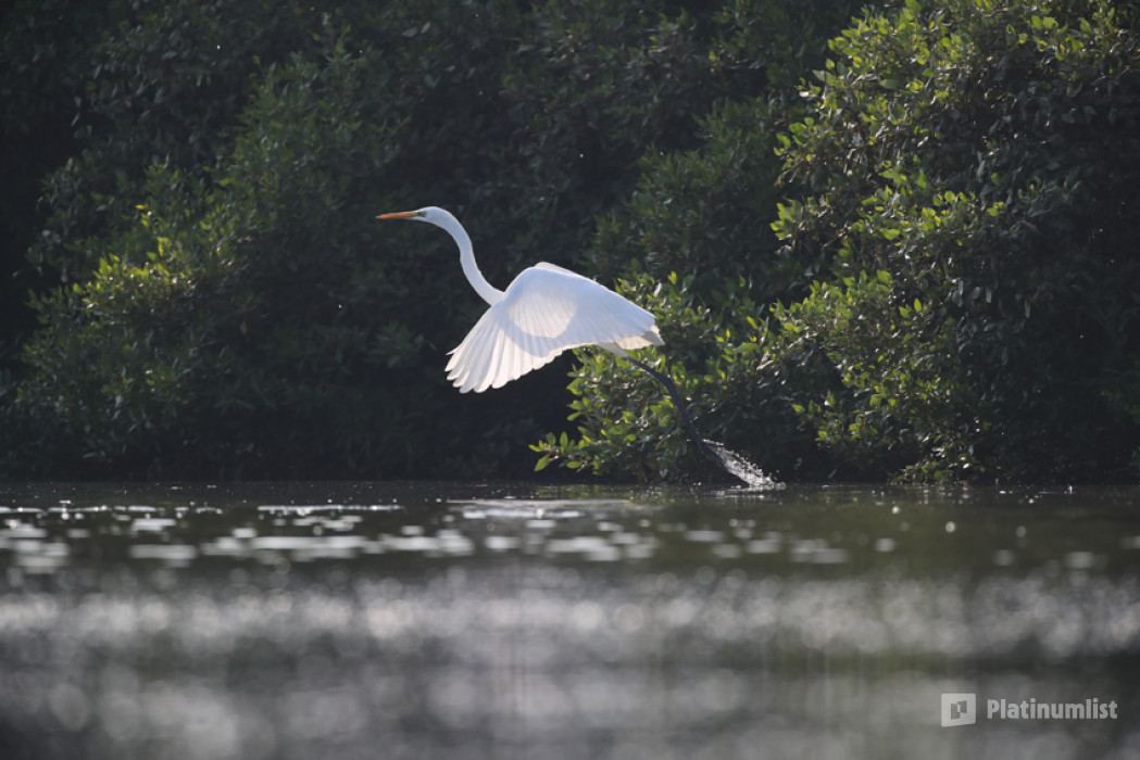 Al Zorah Mangrove Guided Kayak Tour in Ajman : Galerie de photos z940pn