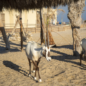 Photo de Day Pass at Al Majles Resort with Lunch/Dinner dans Doha : Galerie Photo n14jxj