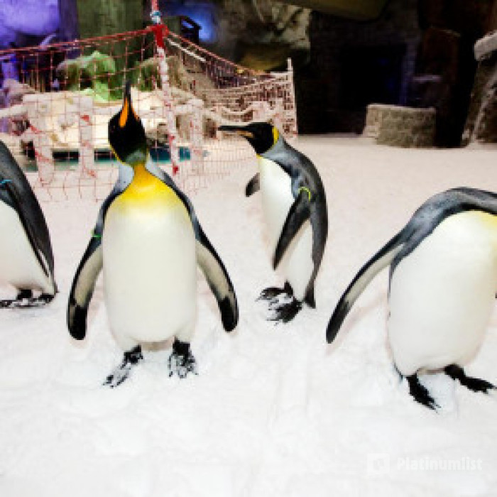 Ski Dubai: Snow Premium with Penguin Encounter in Dubai: Gallery Photo 3b80ky