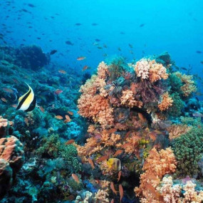 Half-day Snorkeling Boat trip with lunch and drinks from Sharm El Sheikh in Sharm El Sheikh: Gallery Photo 3pe6j0