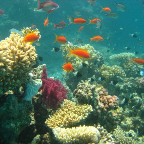 Half-day Snorkeling Boat trip with lunch and drinks from Sharm El Sheikh in Sharm El Sheikh: Gallery Photo 3pe6jx