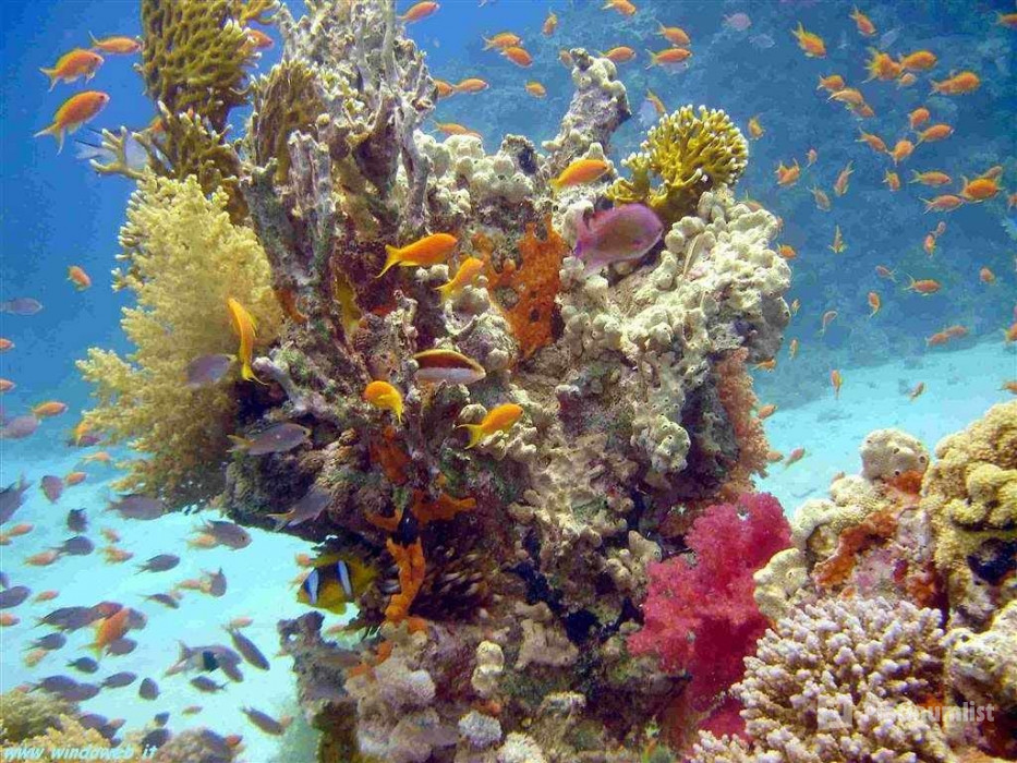 Half-day Snorkeling Boat trip with lunch and drinks from Sharm El Sheikh in Sharm El Sheikh: Gallery Photo zgkp4y