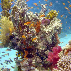 Half-day Snorkeling Boat trip with lunch and drinks from Sharm El Sheikh in Sharm El Sheikh: Gallery Photo zgkp4y