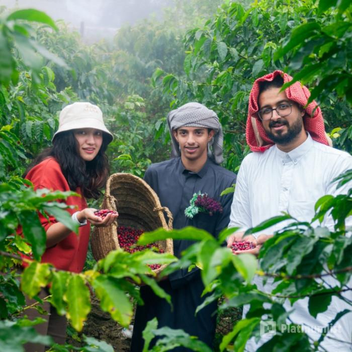 zgk8qy استديو الصور :الباحة في تجربة القهوة العربية في مزرعة محلية "من أرابيكا إلى العربية" zgk8qy استديو الصور :الباحة في تجربة القهوة العربية في مزرعة محلية "من أرابيكا إلى العربية"