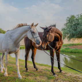 Photo from تجربة ركوب الخيل عند غروب الشمس في واحة المرموم مع عشاء بطابع بدوي من 6 أطباق in دبي: Gallery Photo 3y5xpb