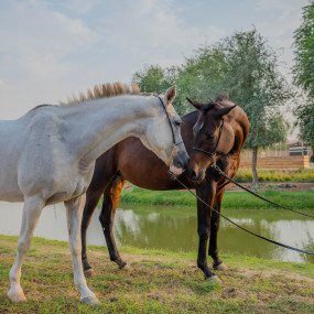 Photo from تجربة ركوب الخيل عند غروب الشمس في واحة المرموم مع عشاء بطابع بدوي من 6 أطباق in دبي: Gallery Photo n6bgj1