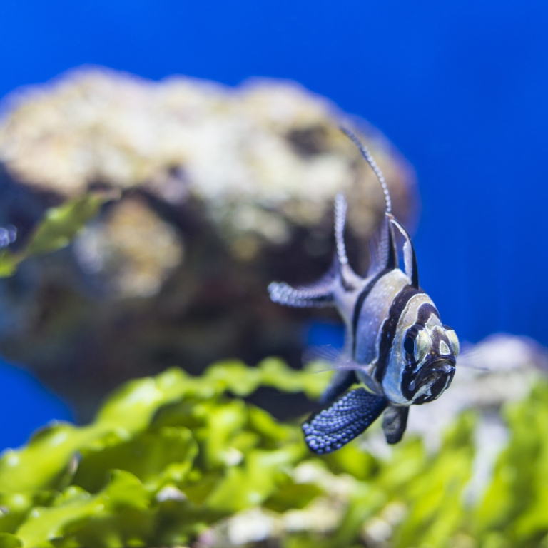 Photo de SEA LIFE Manchester Entry Ticket dans Manchester : Galerie Photo zm458y