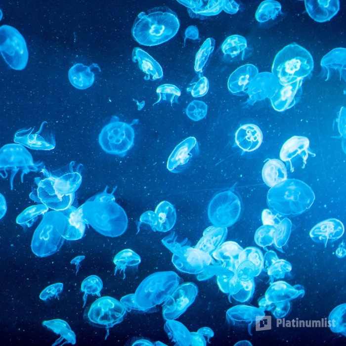 SEA LIFE Manchester Entry Ticket in Manchester : Galerie de photos n081ow