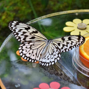 Butterfly Garden in Dubai: Gallery Photo n14d1x Butterfly Garden in Dubai: Gallery Photo n14d1x