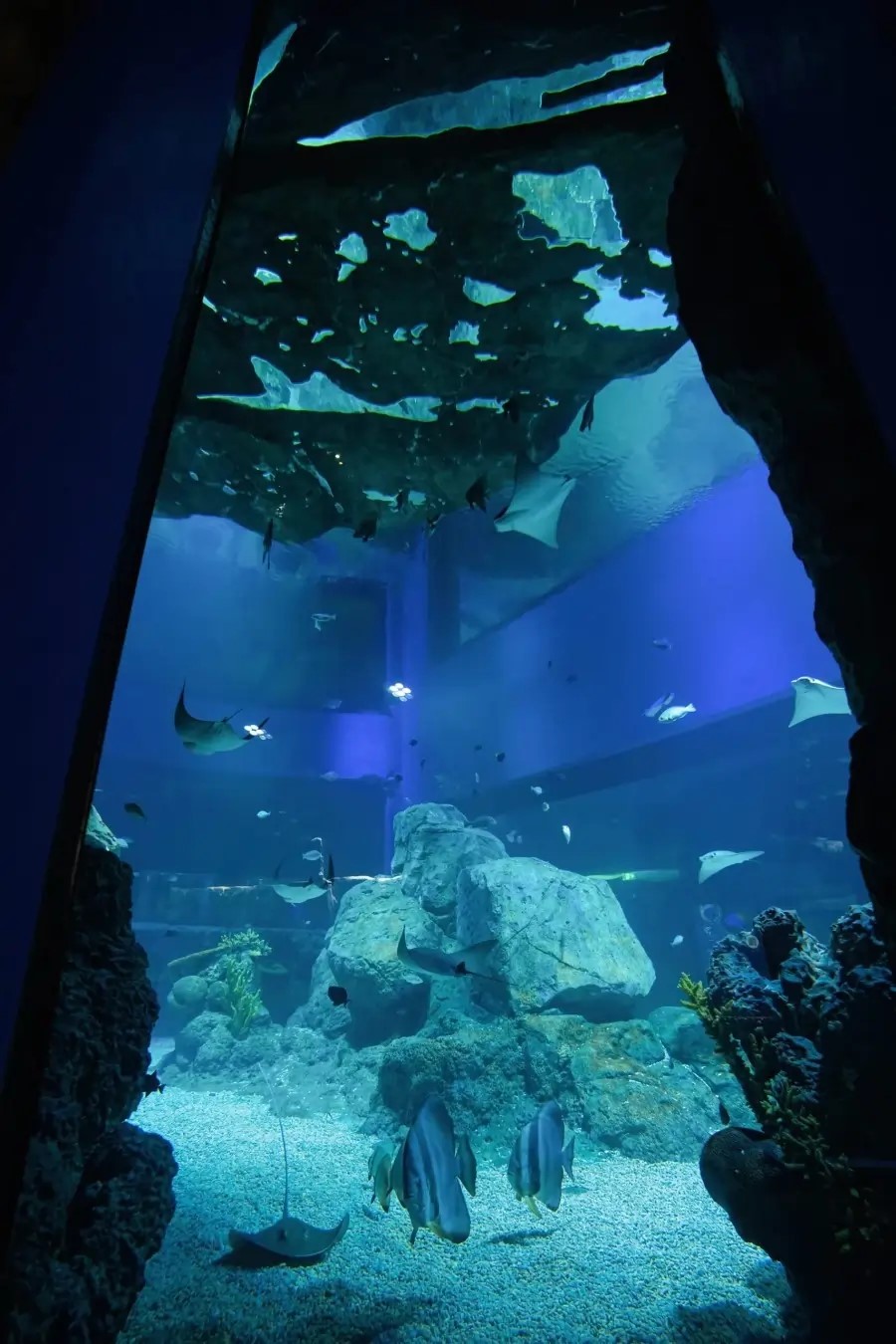 Photo from تذاكر مراسي أكواريوم وحديقة الحيوانات المائية in المنامة: Gallery Photo 3qbd0e