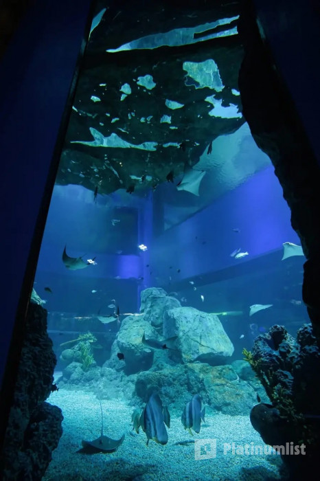 3qbd0e استديو الصور :المنامة في تذاكر مراسي أكواريوم وحديقة الحيوانات المائية
