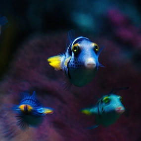 nk5v10 استديو الصور :المنامة في تذاكر مراسي أكواريوم وحديقة الحيوانات المائية nk5v10 استديو الصور :المنامة في تذاكر مراسي أكواريوم وحديقة الحيوانات المائية