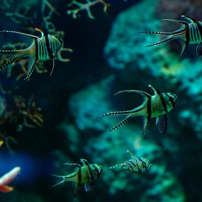 35dpe4 استديو الصور :المنامة في تذاكر مراسي أكواريوم وحديقة الحيوانات المائية 35dpe4 استديو الصور :المنامة في تذاكر مراسي أكواريوم وحديقة الحيوانات المائية