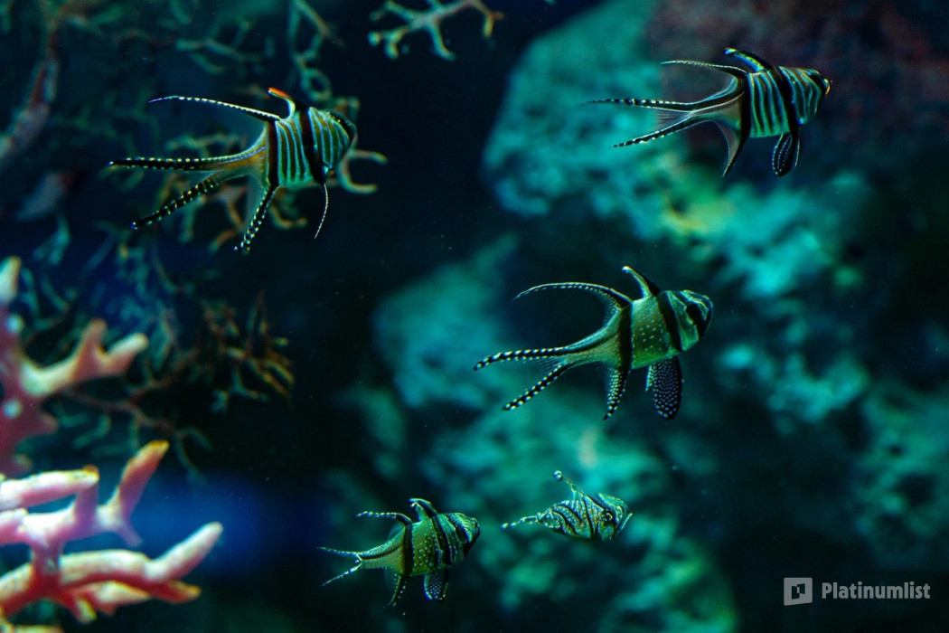 35dpe4 استديو الصور :المنامة في تذاكر مراسي أكواريوم وحديقة الحيوانات المائية