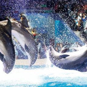 Photo from Dolphin & Seal Show - Dubai Dolphinarium in Dubai: Gallery Photo n14d7j