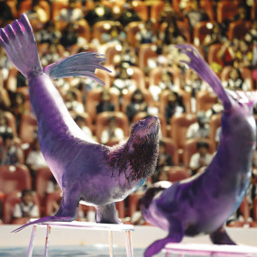 Photo from Dolphin & Seal Show - Dubai Dolphinarium in Dubai: Gallery Photo z7yo7g