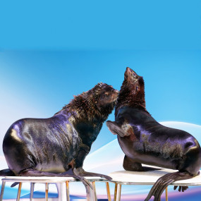 Photo from Dolphin & Seal Show - Dubai Dolphinarium in Dubai: Gallery Photo 3e5p00