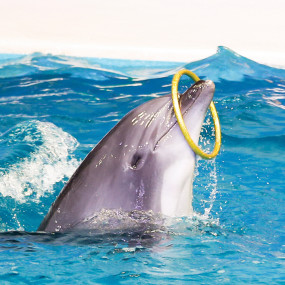 Photo from Dolphin & Seal Show - Dubai Dolphinarium in Dubai: Gallery Photo 34k87b