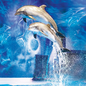 Photo from Dolphin & Seal Show - Dubai Dolphinarium in Dubai: Gallery Photo 3r570v
