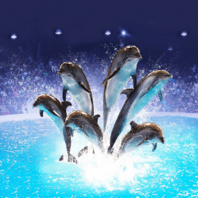 Photo from Dolphin & Seal Show - Dubai Dolphinarium in Dubai: Gallery Photo 3b8705