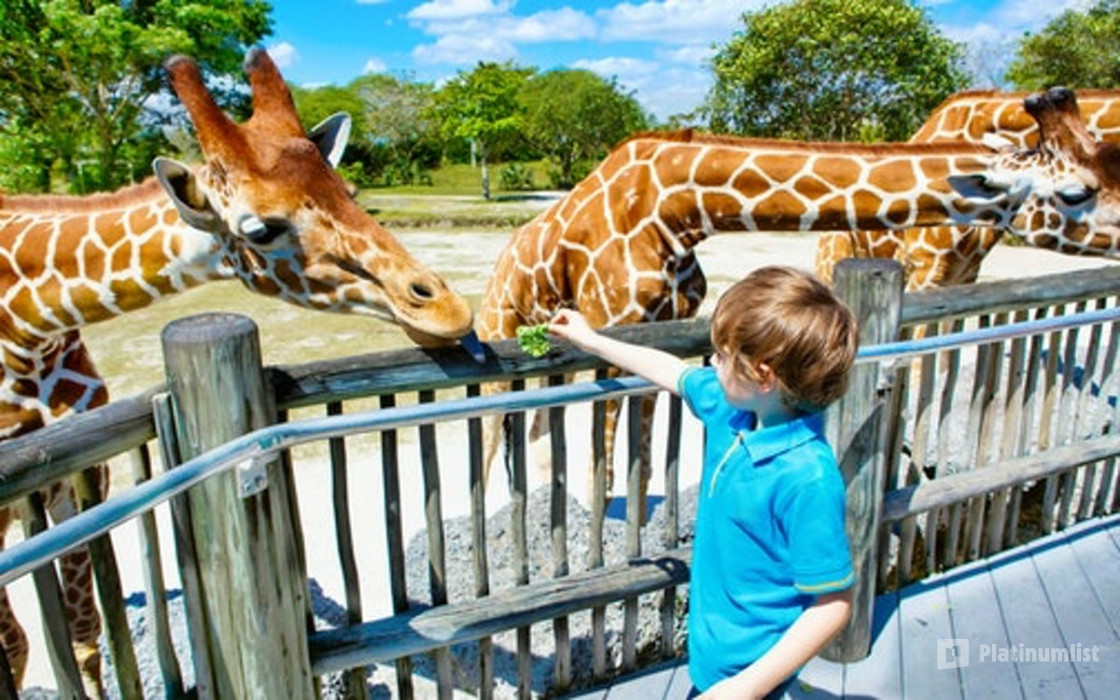 Dubai Safari Park in Dubai: Gallery Photo 3y5x9q