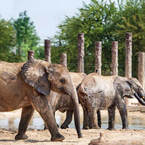 Dubai Safari Park in Dubai: Gallery Photo 35dpb4