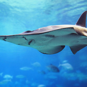 Photo from Dubai Aquarium & Underwater Zoo - Regular Pass in Dubai: Gallery Photo 3r577y