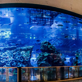 Photo from Dubai Aquarium & Underwater Zoo - Regular Pass in Dubai: Gallery Photo 3b877g