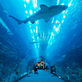 Photo from Dubai Aquarium & Underwater Zoo - Regular Pass in Dubai: Gallery Photo z91xx7