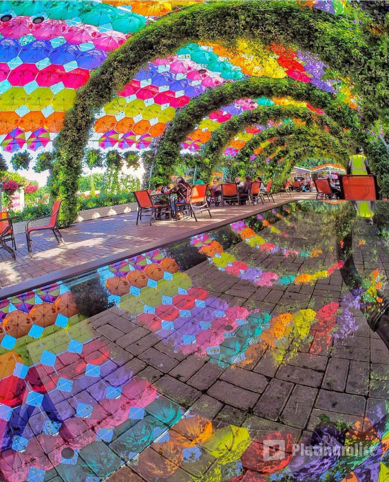 Dubai Miracle Garden in Dubai: Gallery Photo n0811p