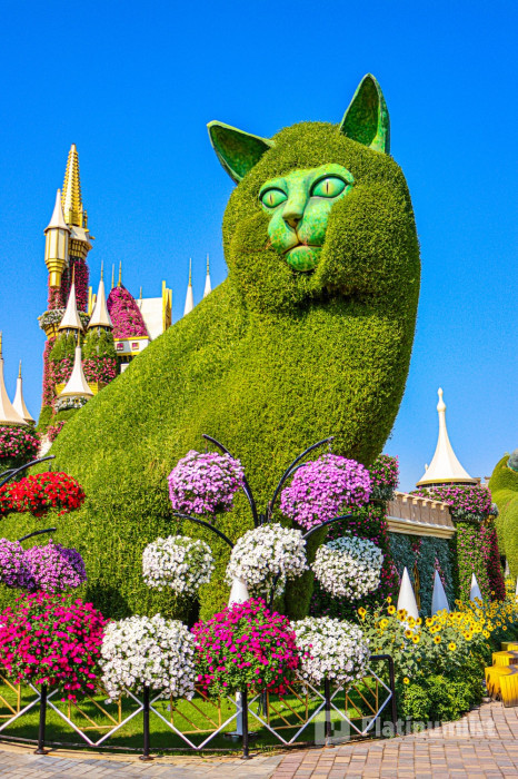 Dubai Miracle Garden in Dubai: Gallery Photo 3pe1xe