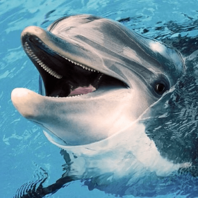 Dolphins Watching in Muscat: Gallery Photo 3x8dw7