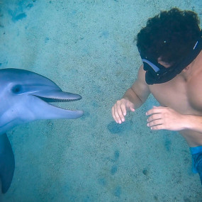 zoojgy استديو الصور :مسقط في تجربة مشاهدة الدلافين والغطس
