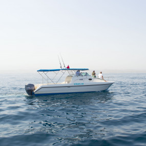 3jk4vy استديو الصور :مسقط في تجربة مشاهدة الدلافين والغطس