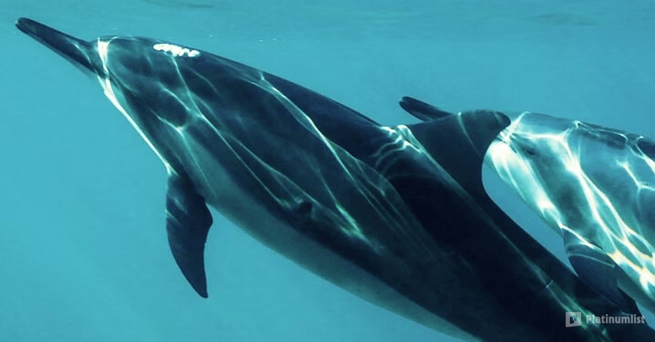 Exclusive Boating Experience - Dolphins Watching in Muscat : Galerie de photos n08m4w