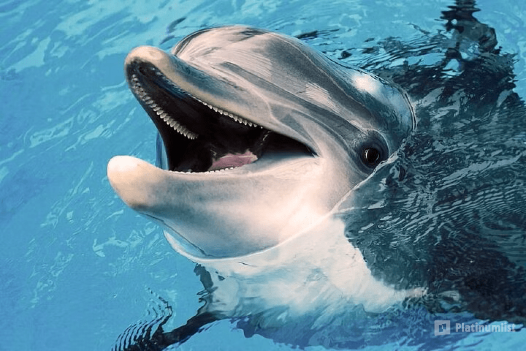 Exclusive Boating Experience - Dolphins Watching in Muscat : Galerie de photos 3pexyx