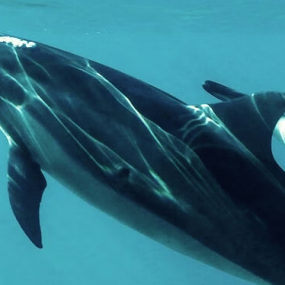 Private group Boating Experience with Dolphins Watching & Snorkeling in Muscat: Gallery Photo zoojqy