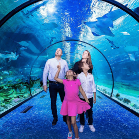 The National Aquarium Abu Dhabi in Abu Dhabi: Gallery Photo 34km7y