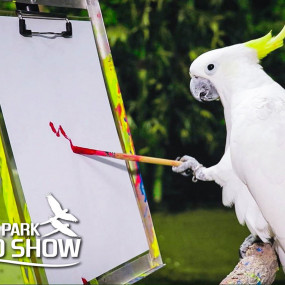 Exotic Bird Show - Dubai Dolphinarium in Dubai: Gallery Photo 3jk49w