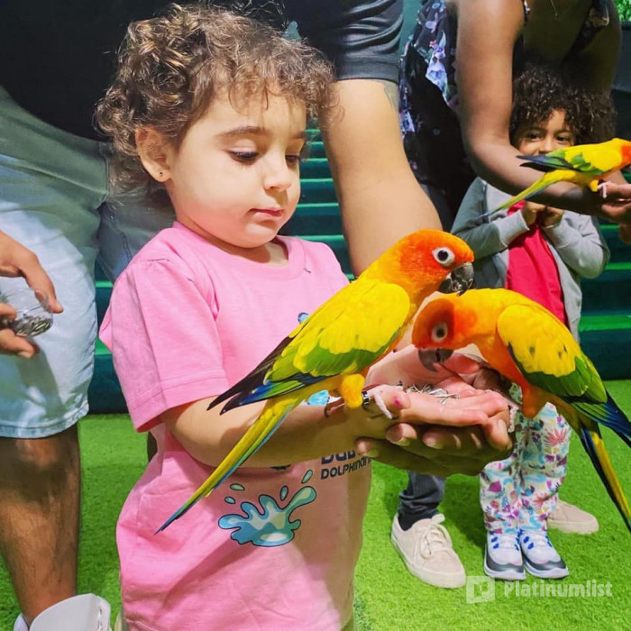 Exotic Bird Show - Dubai Dolphinarium in Dubai: Gallery Photo 3x8dm8 Exotic Bird Show - Dubai Dolphinarium in Dubai: Gallery Photo 3x8dm8