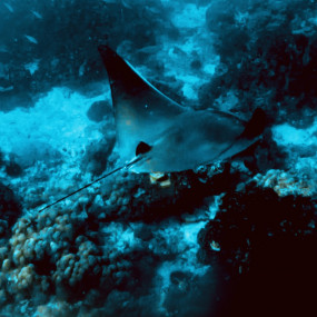 Private group tour of Daymaniyat Islands in Muscat: Gallery Photo 38v8er